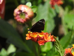 Pholisora mejicanus