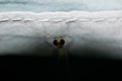 Maccaffertium pulchellum