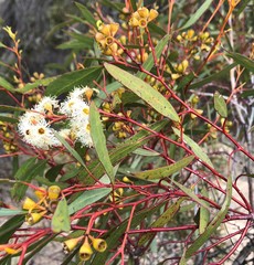 Eucalyptus gracilis
