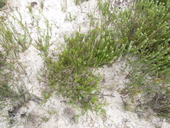 Stylapterus fruticulosus