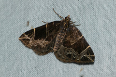 Gandaritis atricolorata