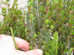 Stylapterus fruticulosus