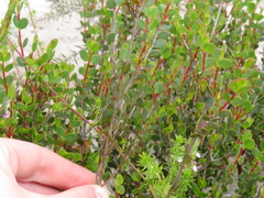 Stylapterus fruticulosus