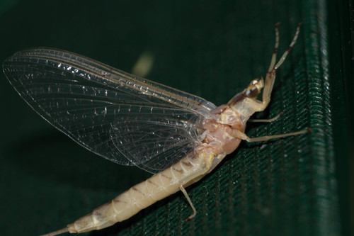 Giant mayfly