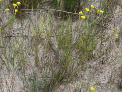 Marasmodes defoliata