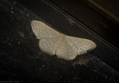 Idaea eretmopus