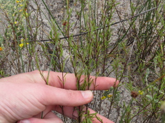 Marasmodes defoliata