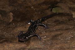 Plethodon kentucki