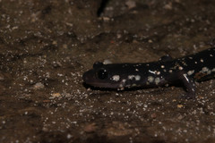 Plethodon kentucki