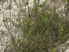 Aspalathus retroflexa bicolor