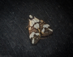 Thallarcha staurocola