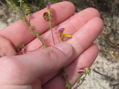 Aspalathus retroflexa bicolor