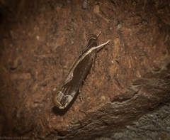 Chaliniastis astrapaea