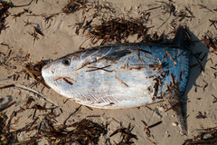 Ranzania laevis