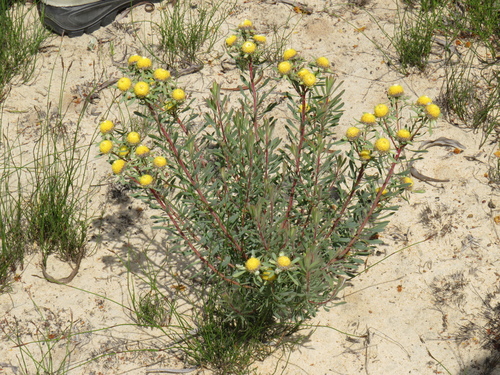 Image of Leucadendron cinereum by (c) Jeremy Gilmore, some rights reserved (CC BY)