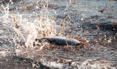 Ranzania laevis