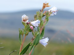Lobostemon glaucophyllus