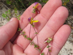 Aspalathus retroflexa bicolor
