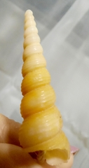 Turritella terebra