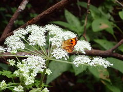 Pterodecta felderi