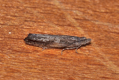 Holocola triangulana