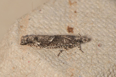 Holocola triangulana