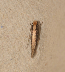 Ptyssoptera
