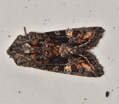 Neumichtis spumigera