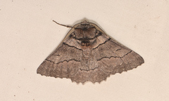Hypobapta percomptaria