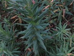 Euphorbia lucida