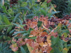 Euphorbia lucida