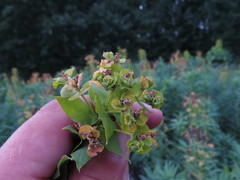 Euphorbia lucida