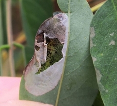 Macrosaccus robiniella