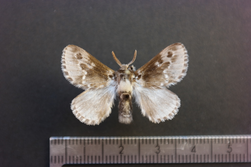 Podalia habitus