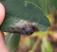 Macrosaccus robiniella