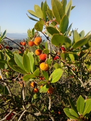 Arbutus unedo
