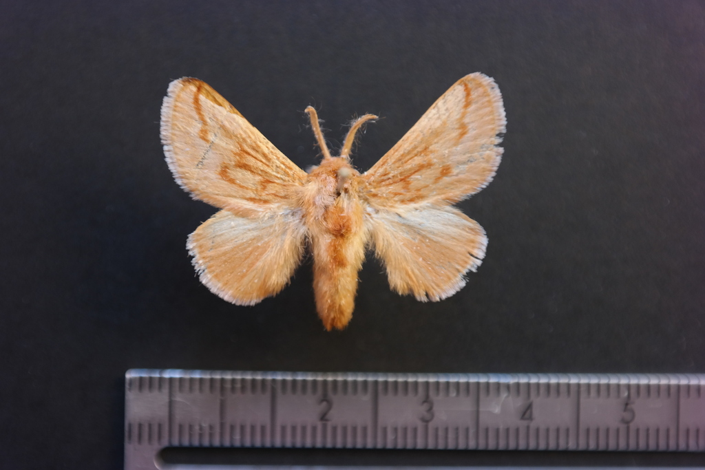 Perola sericea