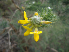 Hippocrepis