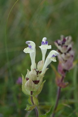Scutellaria supina