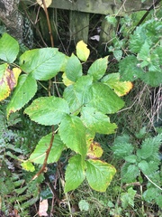 Rubus idaeus idaeus