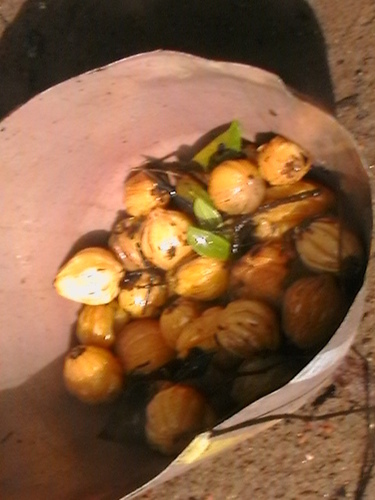 Garcinia gummi-gutta