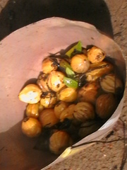 Garcinia gummi-gutta