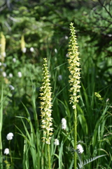Pedicularis proboscidea