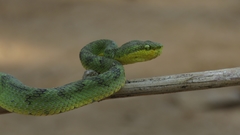 Craspedocephalus gramineus