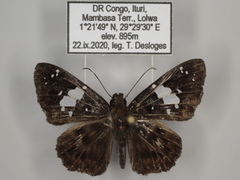 Celaenorrhinus proxima proxima