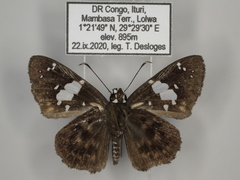 Celaenorrhinus proxima proxima