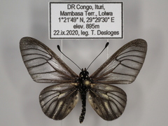 Acraea orestia