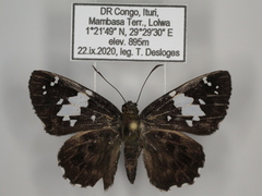 Celaenorrhinus proxima proxima