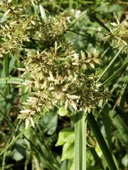 Cyperus pilosus