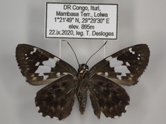 Celaenorrhinus proxima proxima